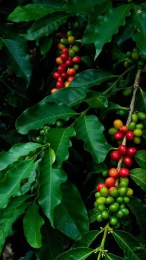 Nouvelles réglementations européennes sur le café : vers une production plus durable, Castres, Couleur Café