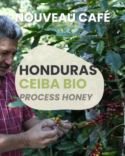 Café gourmand : le café bio Honduras Ceiba process honey !, Castres, Couleur Café