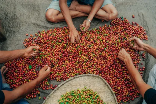 Notre nouveau café éphémère Indonésie Wet Hulled Anaérobique, Castres, Couleur Café