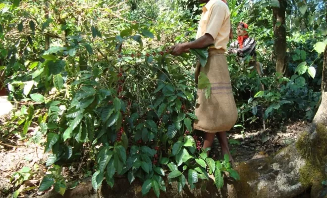 Inde Shanivar : notre nouveau café de spécialité arabica, Castres, Couleur Café