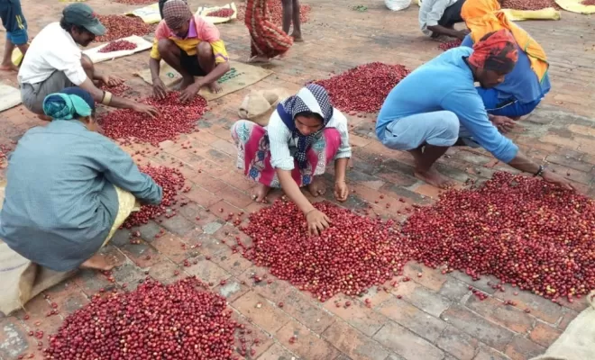 Inde Shanivar : notre nouveau café de spécialité arabica, Castres, Couleur Café