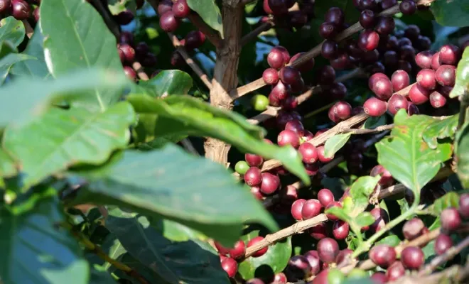 Nouveau : le café Guatemala Vazcaya, variété bourbon rouge, Castres, Couleur Café