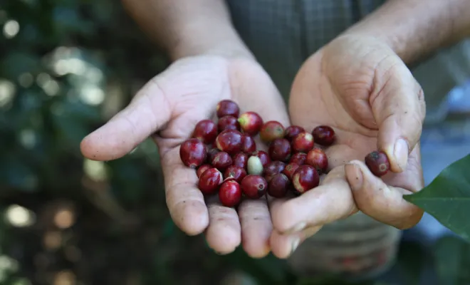 Café gourmand : le café bio Honduras Ceiba process honey !, Castres, Couleur Café