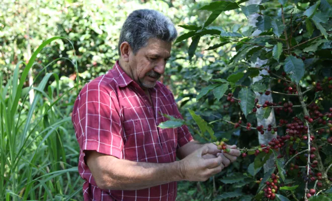 Café gourmand : le café bio Honduras Ceiba process honey !, Castres, Couleur Café