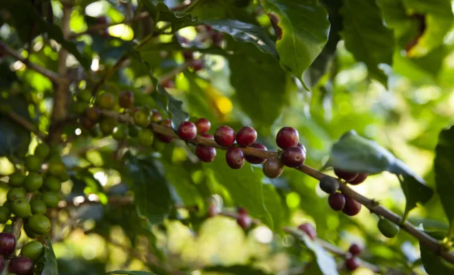 Café gourmand : le café bio Honduras Ceiba process honey !, Castres, Couleur Café