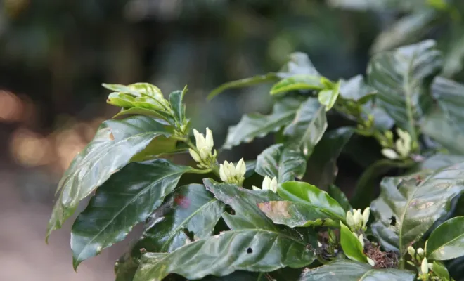 Découvrez le café Tostón : un mélange unique du Nicaragua, Castres, Couleur Café