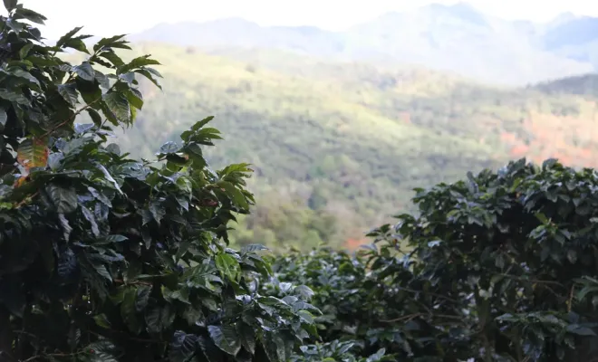 Découvrez le café Tostón : un mélange unique du Nicaragua, Castres, Couleur Café