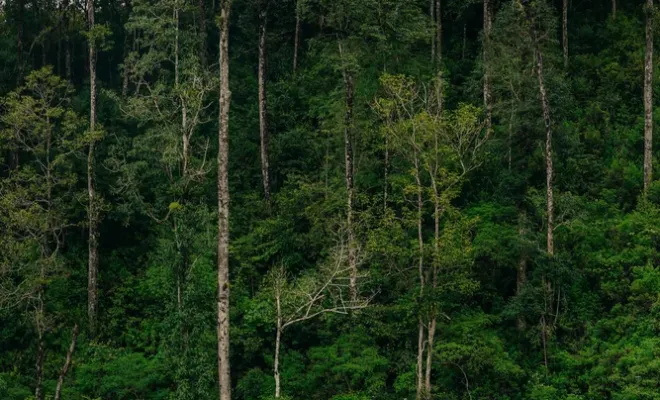 Notre nouveau café éphémère Indonésie Wet Hulled Anaérobique, Castres, Couleur Café