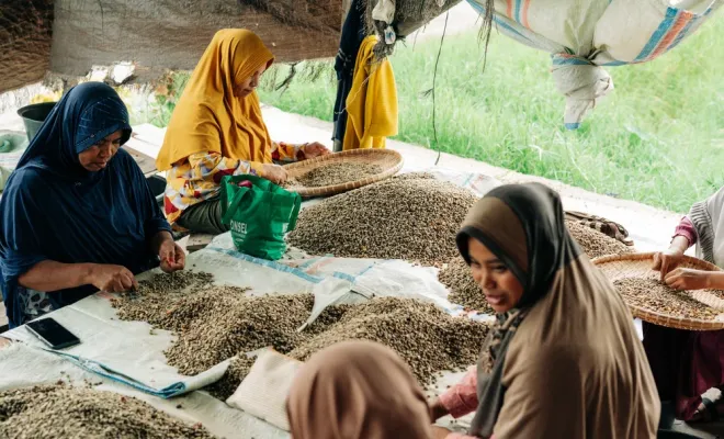 Notre nouveau café éphémère Indonésie Wet Hulled Anaérobique, Castres, Couleur Café