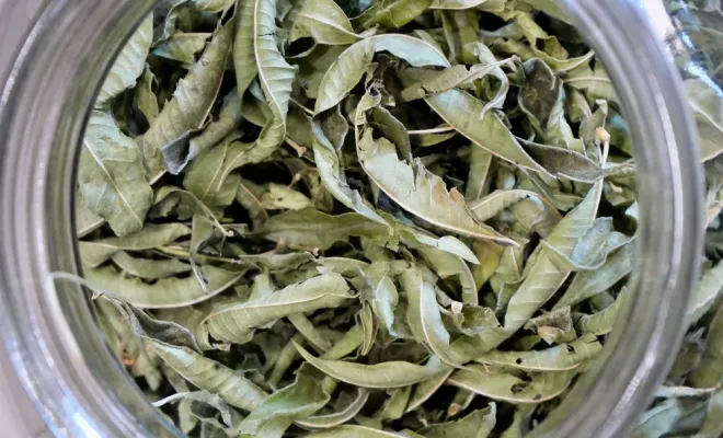 Nouveauté en boutique : les feuilles de verveine à infuser, Castres, Couleur Café