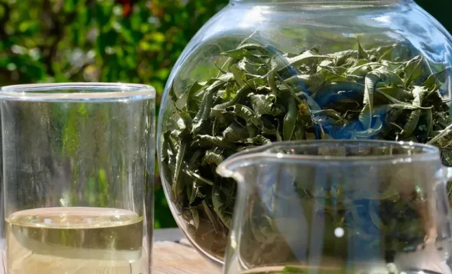Nouveauté en boutique : les feuilles de verveine à infuser, Castres, Couleur Café